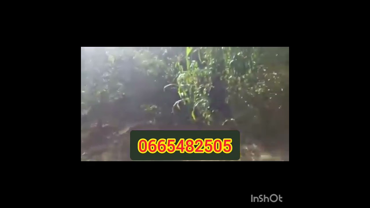 دار والغرسة للبيع بنواحي وزان-ازغيرة،2000م،قريبة سد الوحدة(تفاصيل في فيديو)