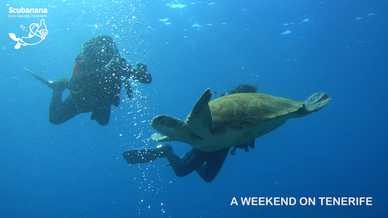 An amazing weekend of diving in Tenerife with Scubanana! 🐠🌊