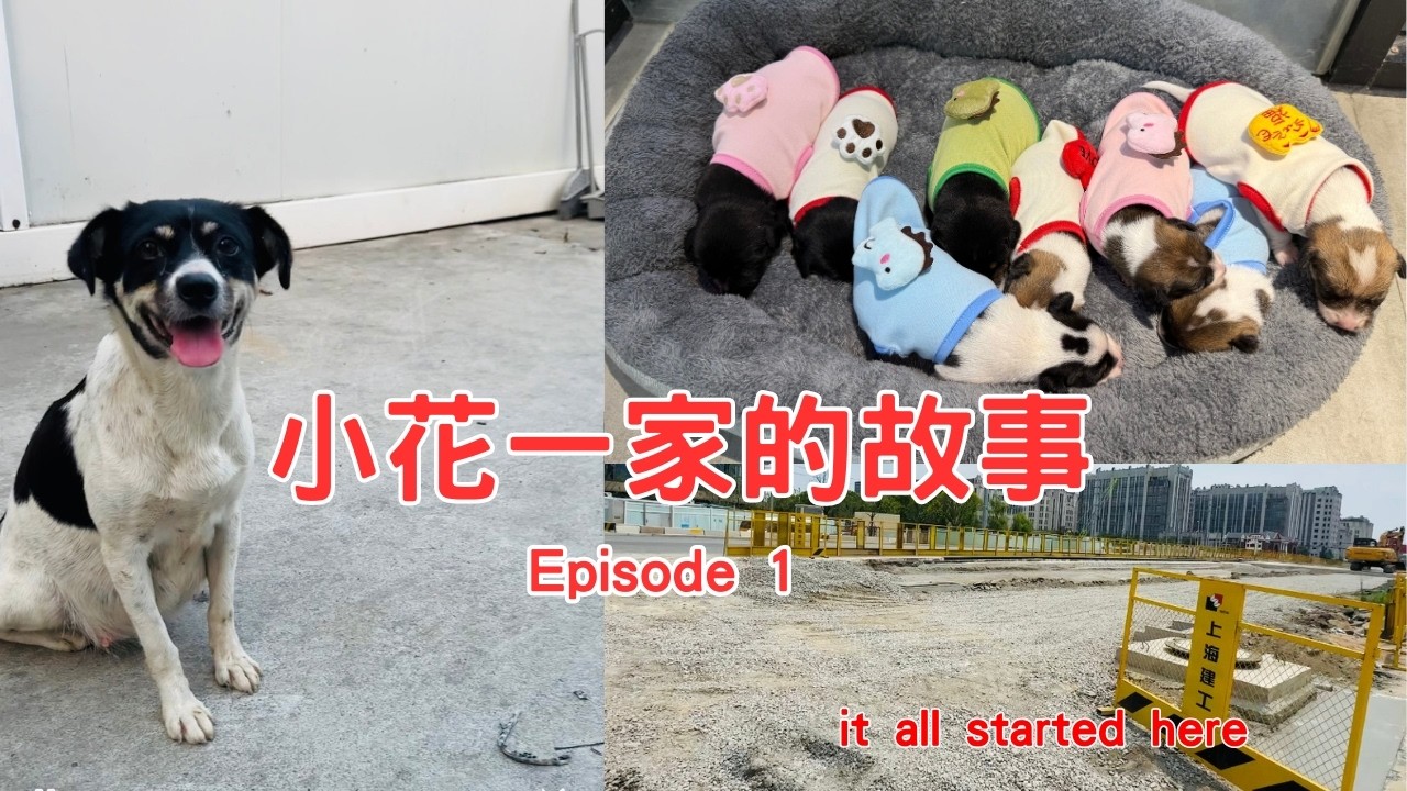 Meeting a Pregnant Stray Dog at a Construction Site in Shanghai I Xiaohua’s Family EP1 | 小花一家的故事 第一集