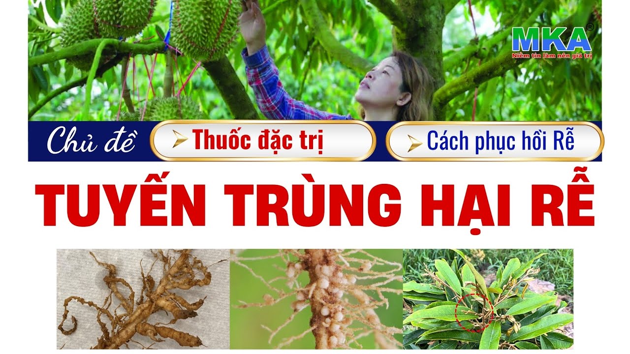 Hiểu về tuyến trùng rễ: Biểu hiện, thuốc đặc trị tuyến trùng và cách phục hồi rễ nông dân cần biết