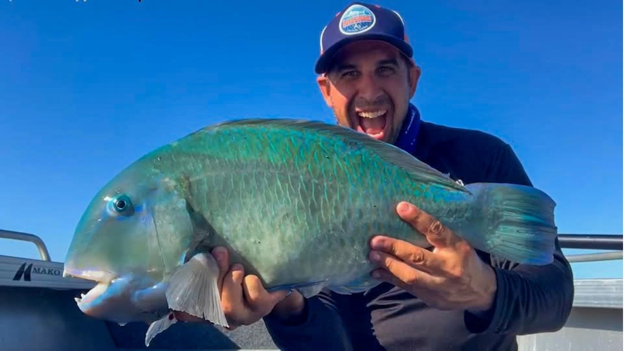 Не могу поверить, как сильно сопротивляются эти рыбы! PB Tuskfish!