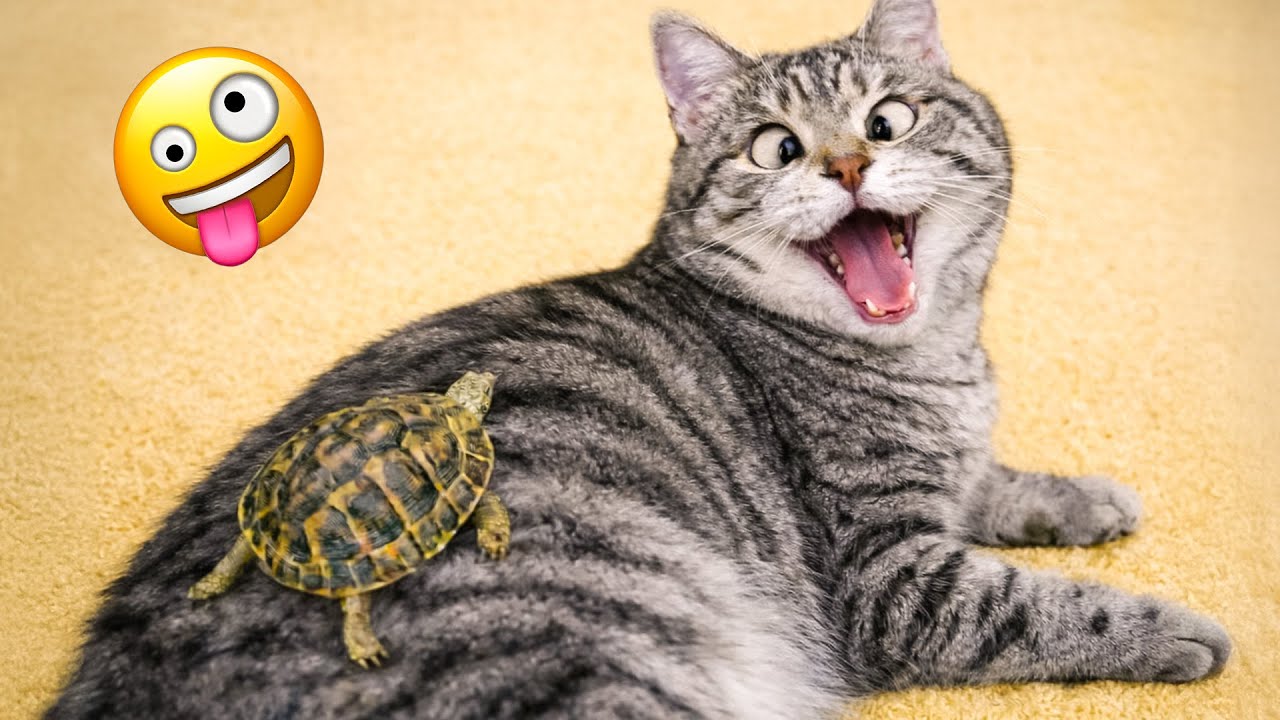 Try Not to Laugh 😘 When a Cat Sees a Toy for the First Time 😸