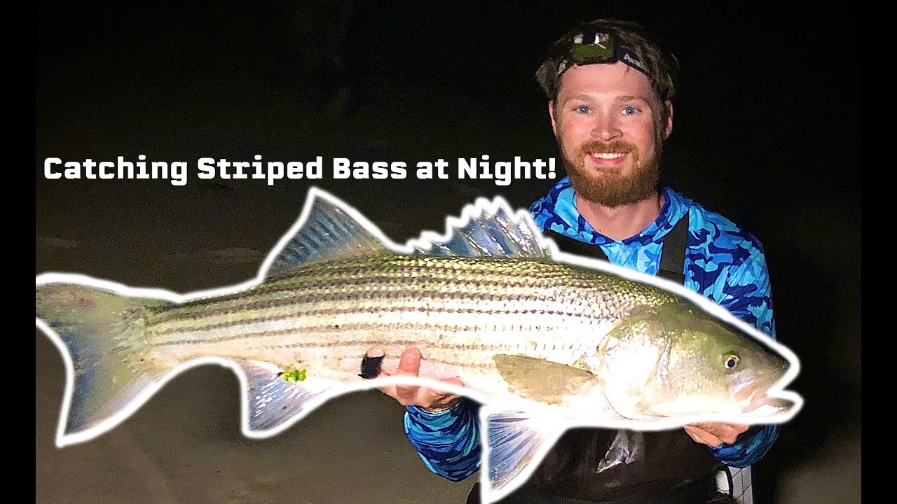 Catching Striped Bass at Night - Surfcasting