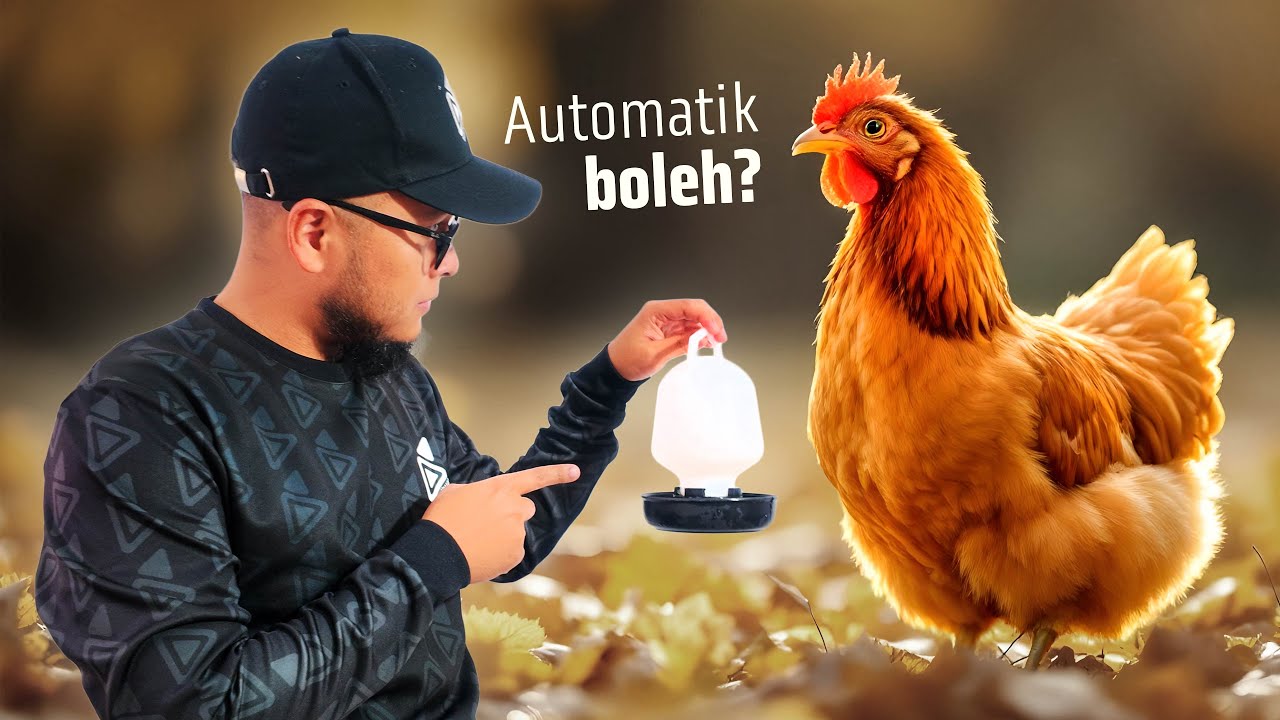 Buat Sistem Air Ayam Automatik | Baru senang nak jaga