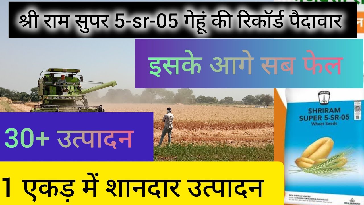 गेहूं में सबका बाप है ये। श्री राम सुपर 5-sr-05 गेहूं । कम सिंचाई में रिकॉर्ड पैदावार ।