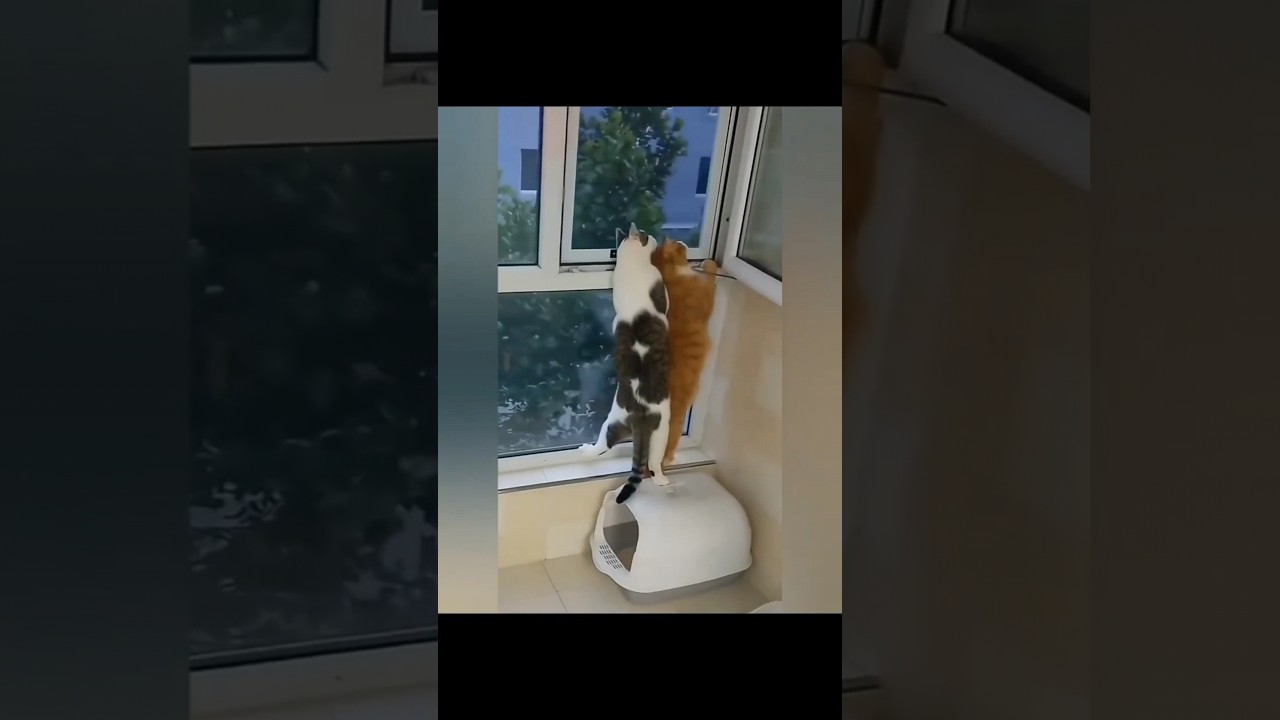 ghamasan yuddh🤣fight enjoy pet's#shortvideo #trending#fight
