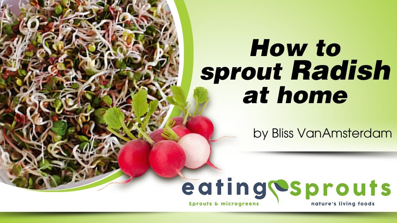How to sprout Daikon Radish and China Rose Radish at home