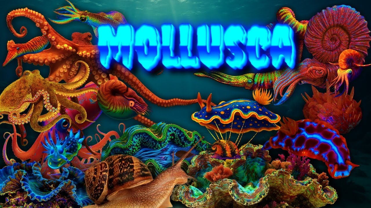 The History of MOLLUSCS