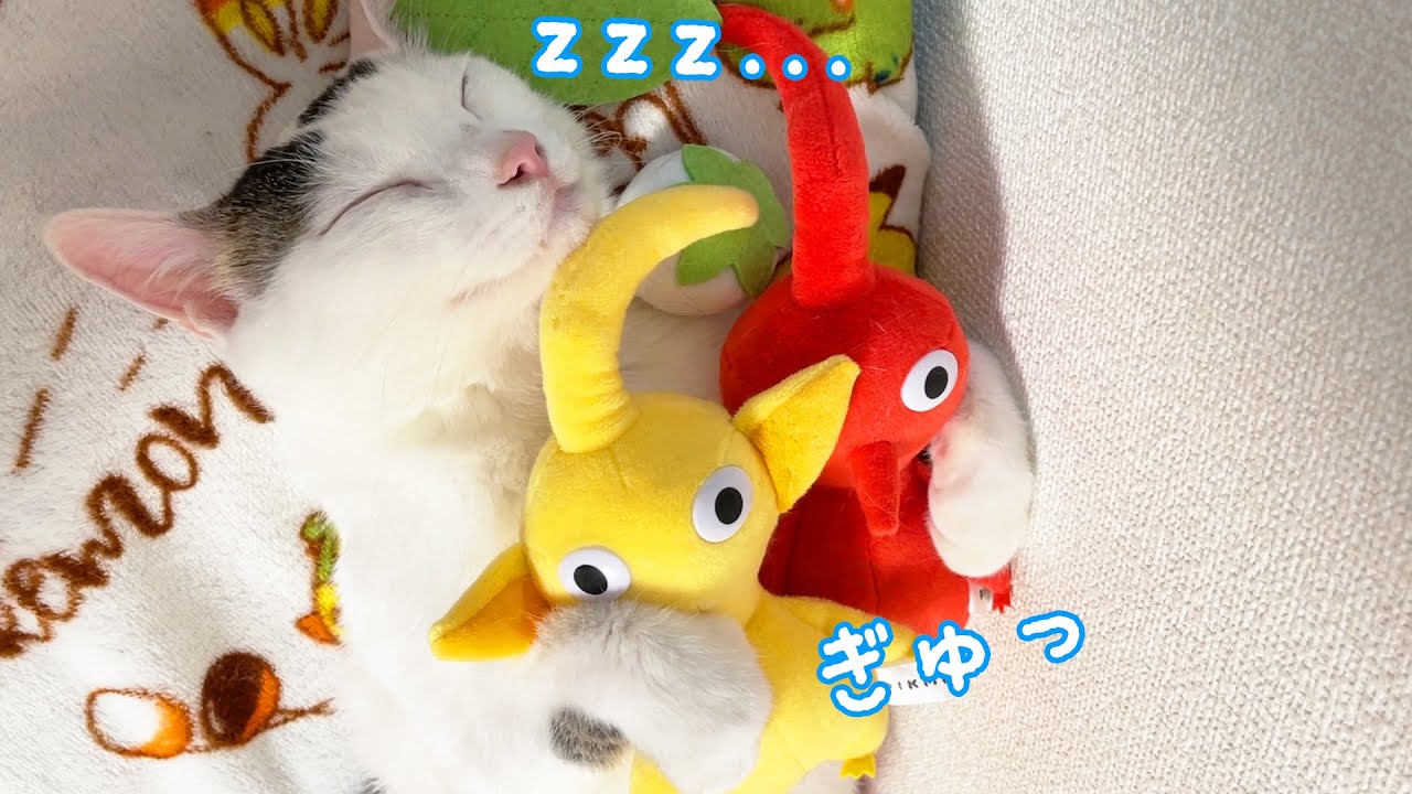 爆睡するチロさんで遊んだら可愛すぎました…！