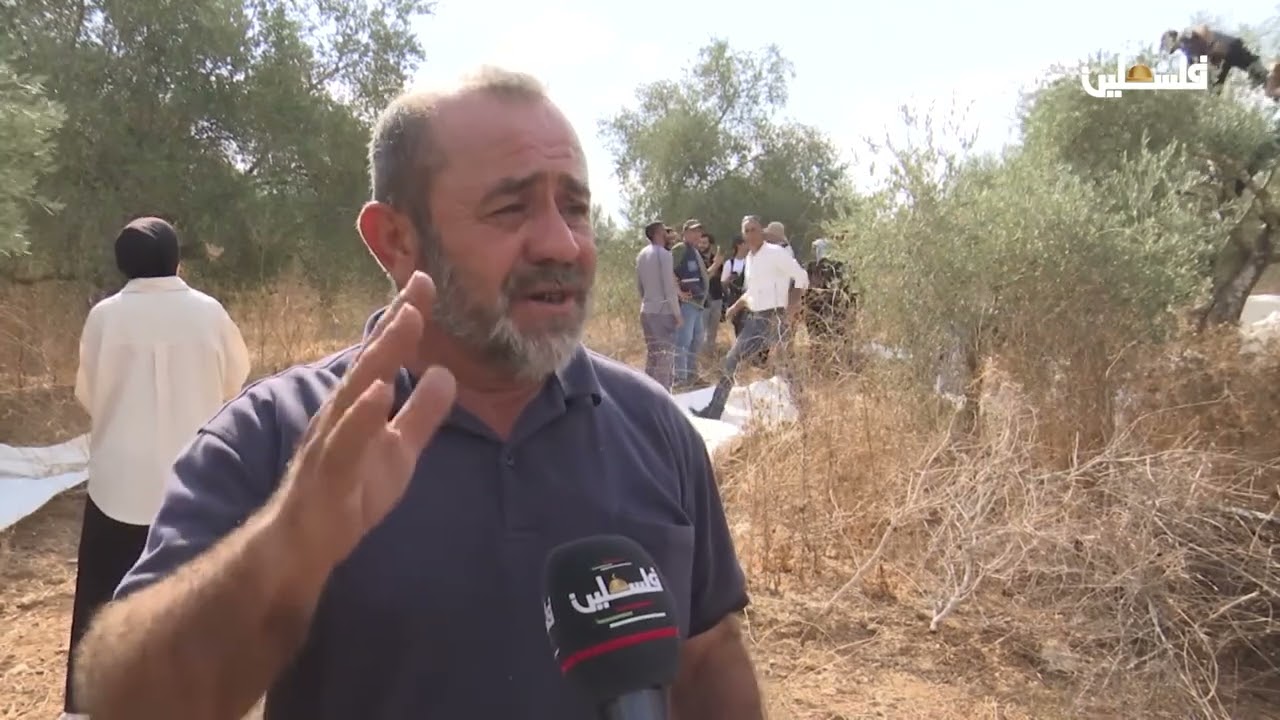 موسم الزيتون في طولكرم وقراها حالة صمود ومواجهة