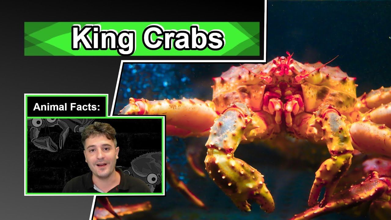 The deadliest catch won't teach you this | 10 COOL KING CRAB FACTS