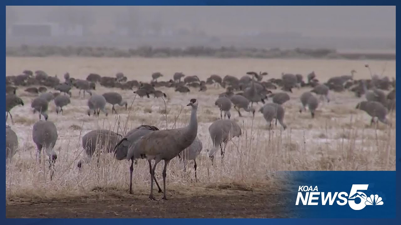 Thousands of Sandhill cranes descend upon Monte Vista Wildlife Refuge