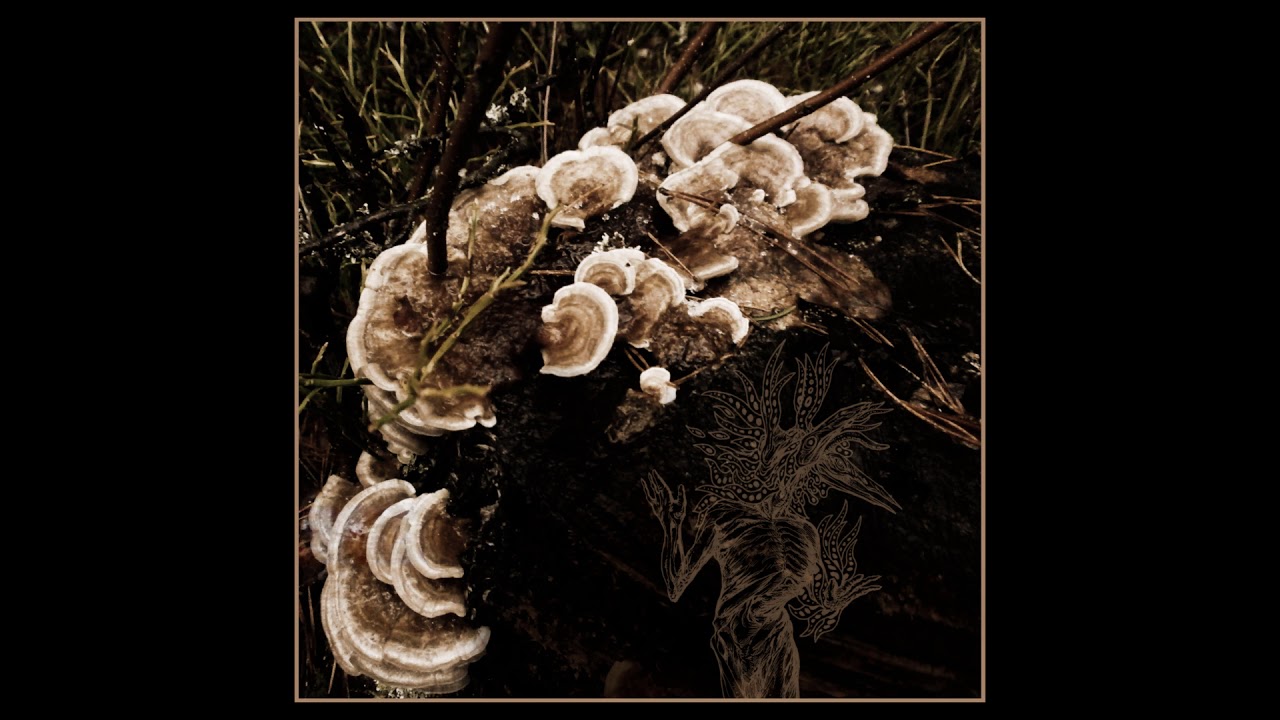 Polypore Shroud - Moss Growth and Distorted Fungal Patterns on Skin