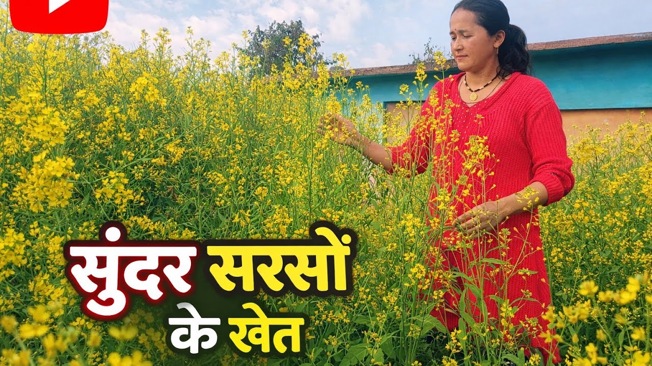 सुंदर सरसों के फूलों का नजारा