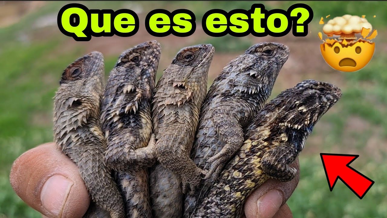 Sceloporus spinosus.  Una lagartija que seguro has visto, la conoces?