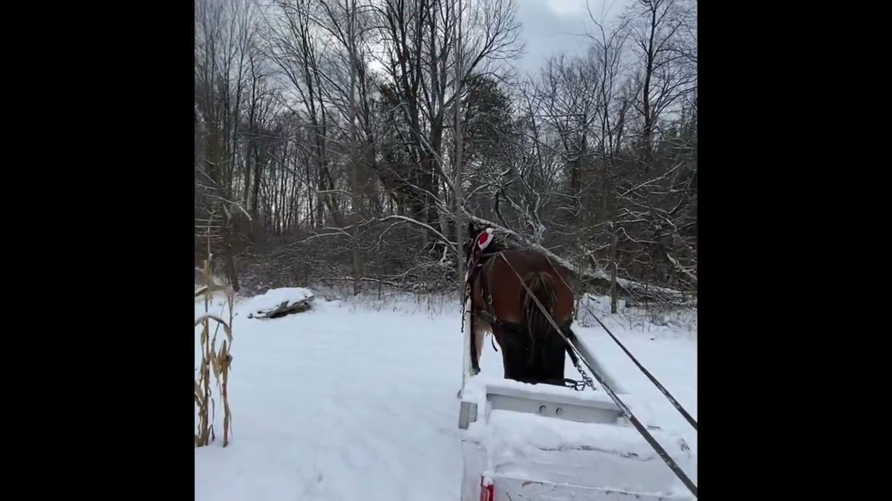 Clydesdale full length sleigh ride through a cornfield