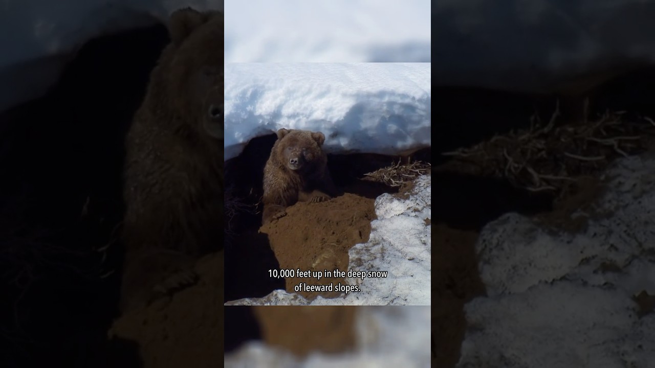 Meet the Grizzly Bear: North America's Iconic Wild Giant!