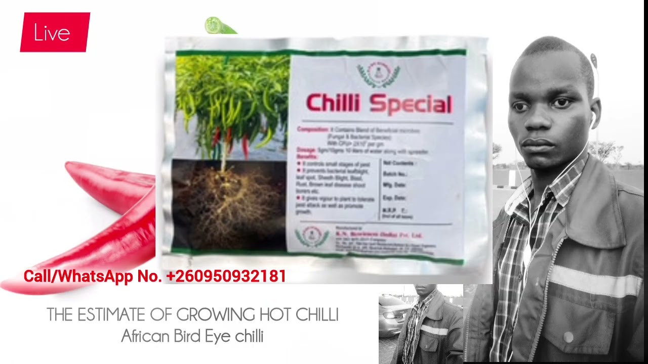 How to grow African Bird Eye Hot Chilli (Estimates for one hectare)