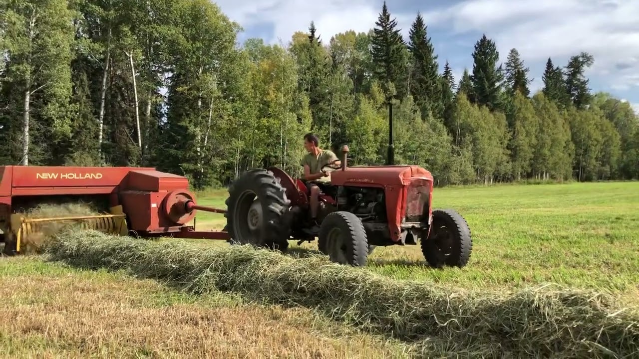 First use in the field of the old Massey Ferguson 35 3cylinder Perkins A3 152. #farming #diy #canada