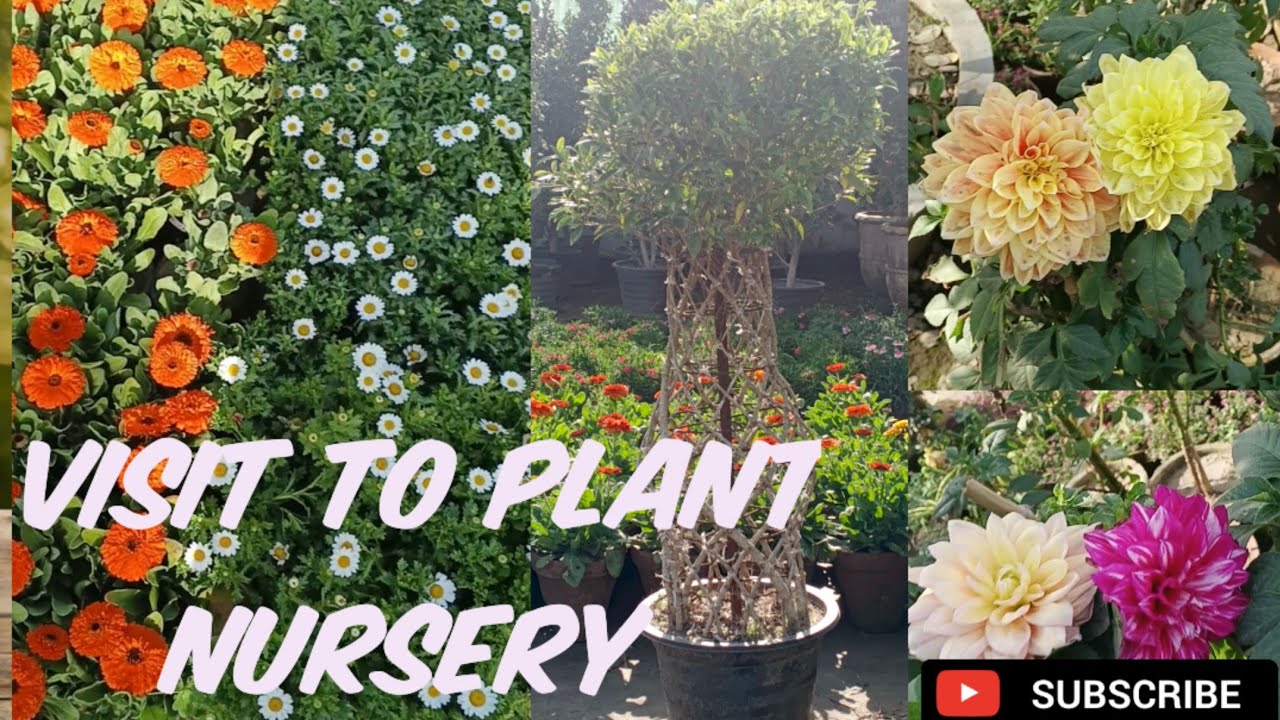 Visit to the plant nursery 🪴🥀/Faisalabad plant nursery🌵🌿🌱🪴