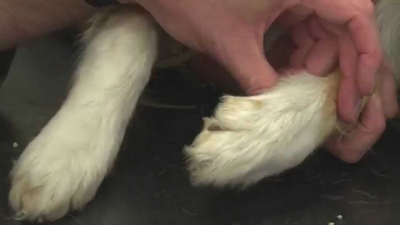 Pet Care Tips- How to clip your dog's nails