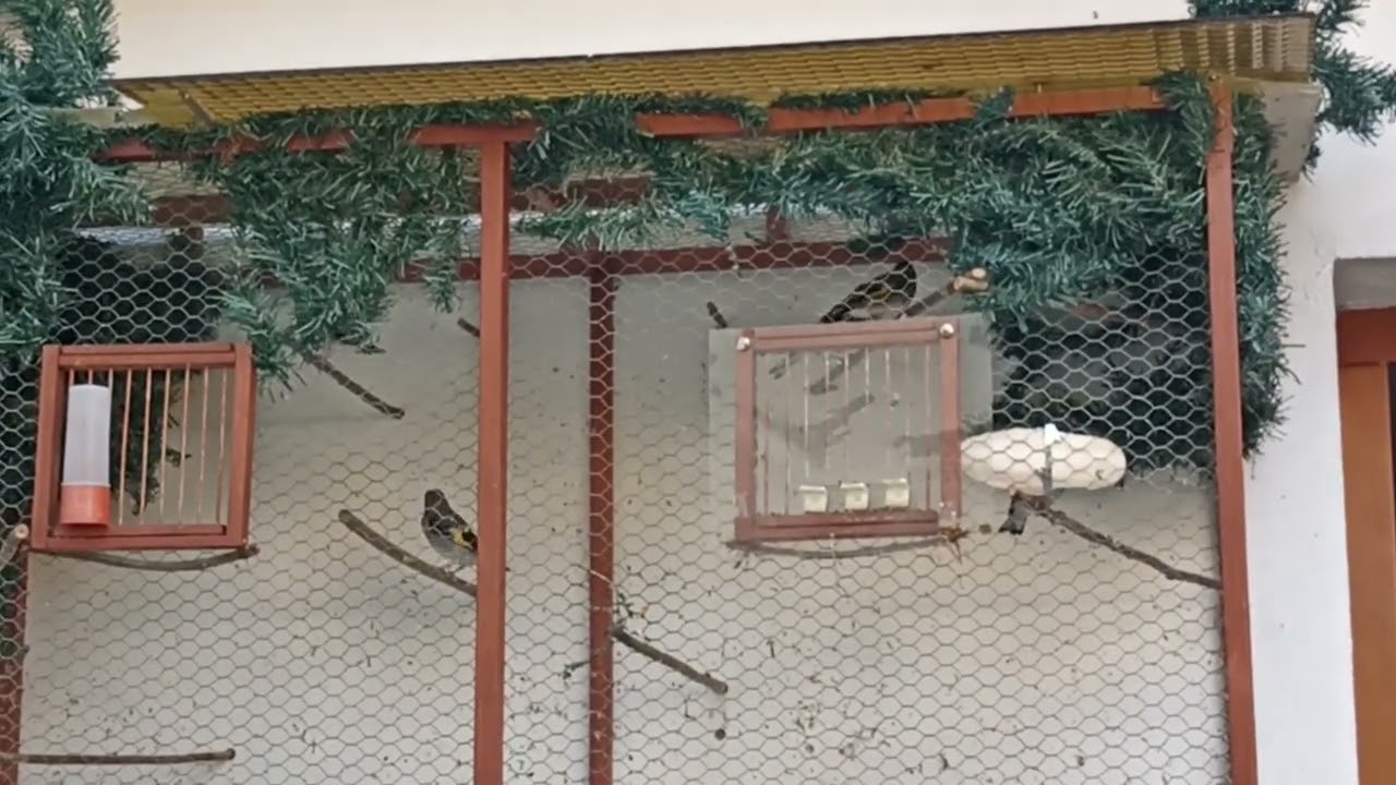 Carduelis carduelis 2025-11