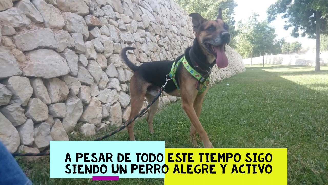 Adopci&oacute;n Urrutia Modepran Valencia