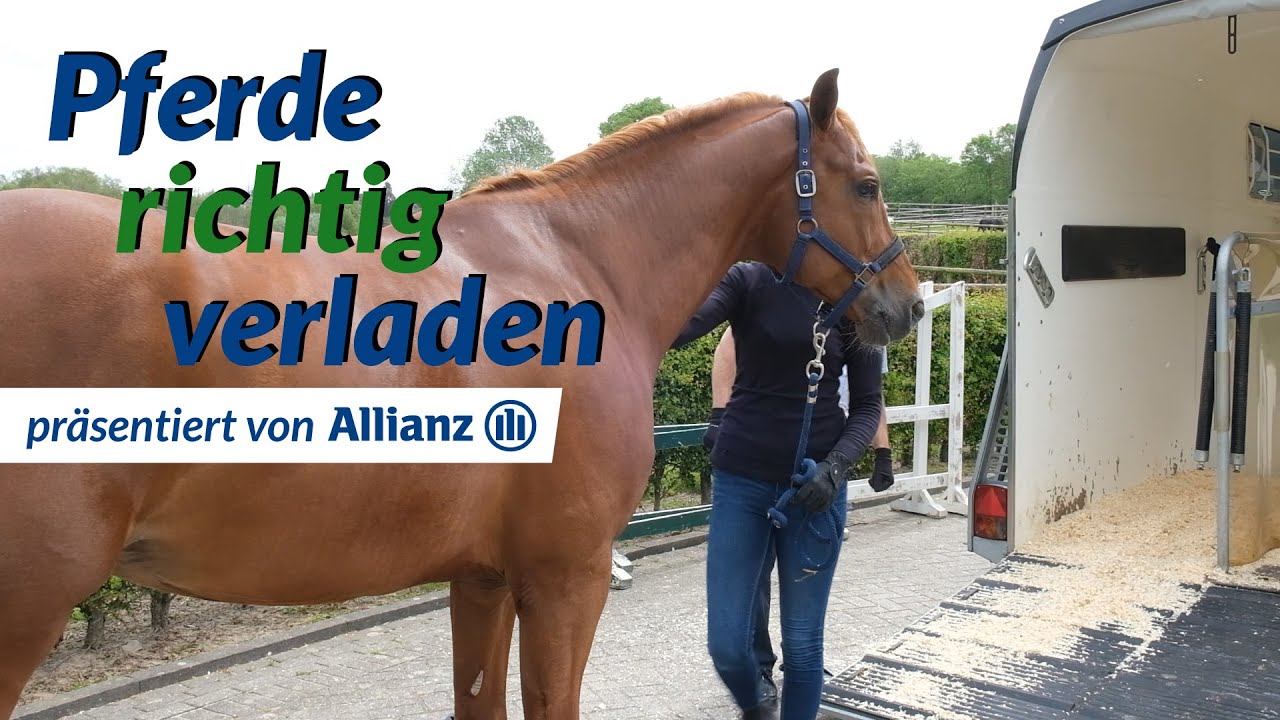 Darauf solltet Ihr beim Pferde verladen achten! 🐴 Tipps und Tricks vom Profi 👍 | Allianz-Servicezeit