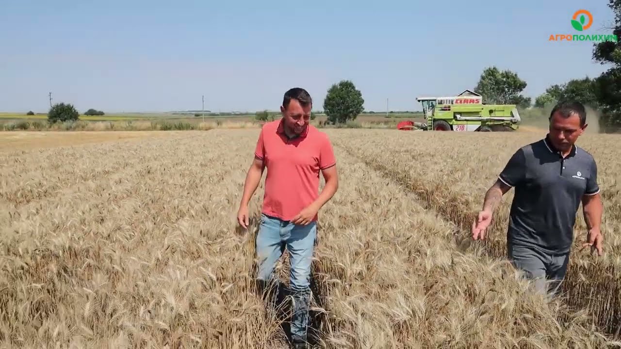 ЖЪТВА НА ПШЕНИЦА, ОТГЛЕДАНА ПО ТЕХНОЛОГИЯ НА АГРОПОЛИХИМ