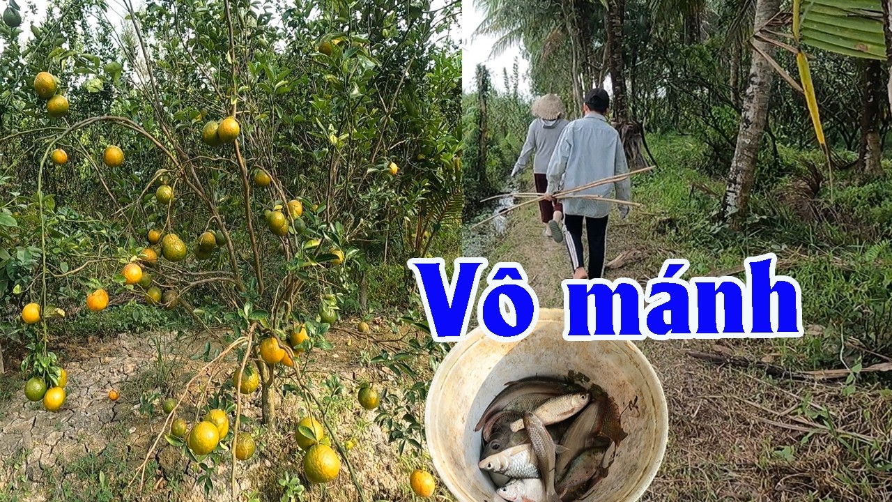 Ra Vườn Giăng Lưới Gặp Cảnh Cam Chín Chín Vàng Hết Cây | Góc Miền Tây #579
