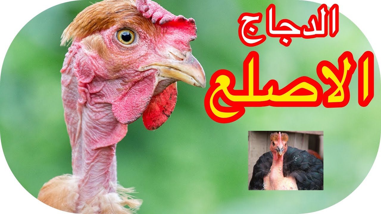 سلالة دجاج ذات الرقبة العارية ( الدجاج الاصلع ) cou nu