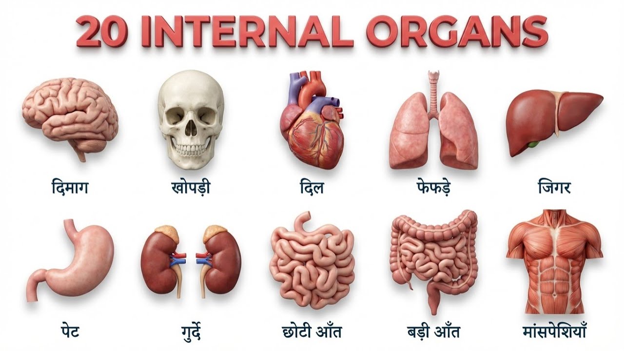 Learn 20 Internal Organs with Pictures | शरीर के आंतरिक अंगों के नाम | Ankur Study Class