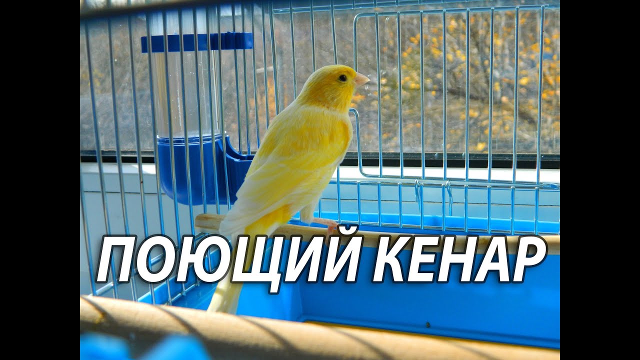 А Вы когда нибудь видели как поёт канарейка? Пение канарейки.