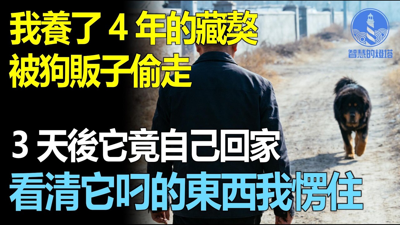 我養了4年的藏獒被狗販子偷走，3天後它竟自己回家！看清它叼的東西後我愣住!