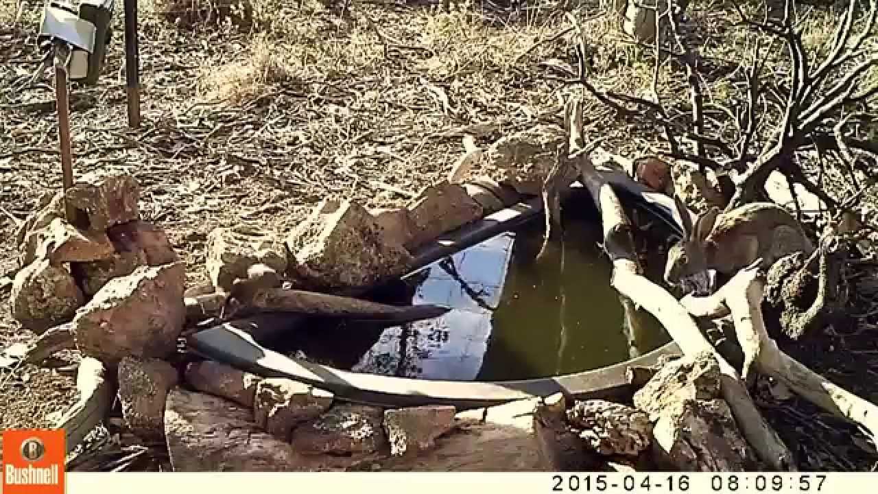 Australian native Antechinus jumping on a Hare and catching a Frog