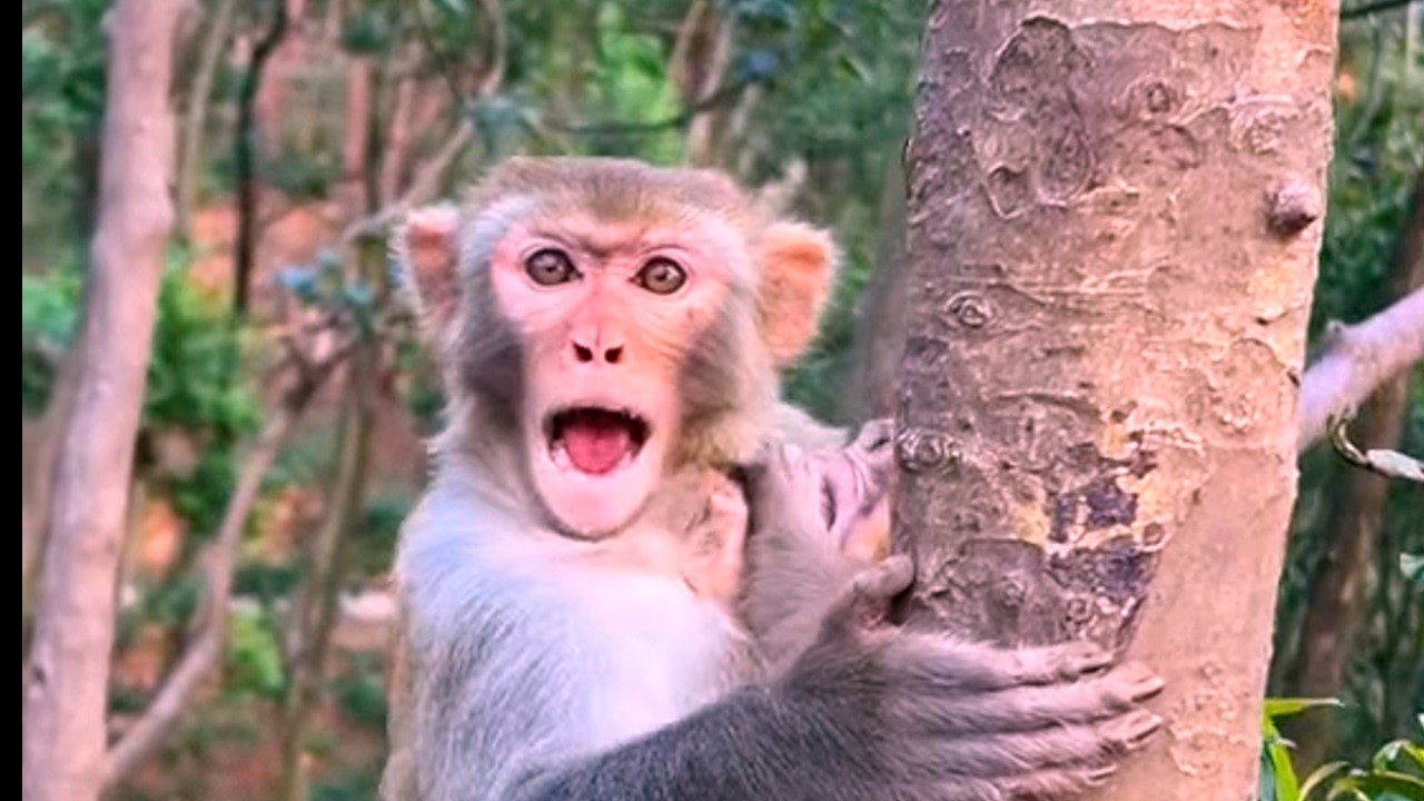 Mother Monkey Protects Her Babies - So Cute!