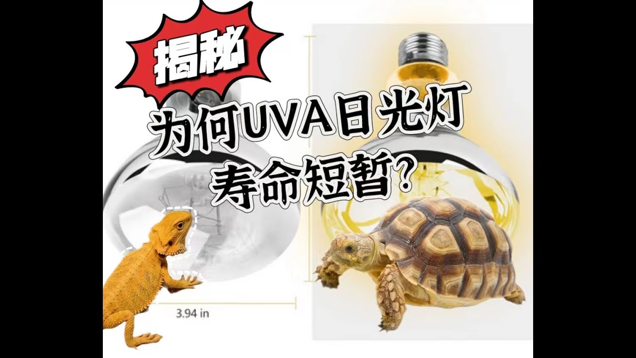 揭秘：為何爬寵UVA燈泡壽命短暫？