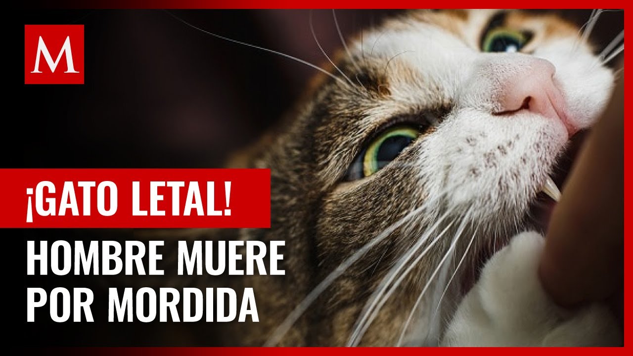 Hombre muere por una infección en su mano tras la mordedura de su gato