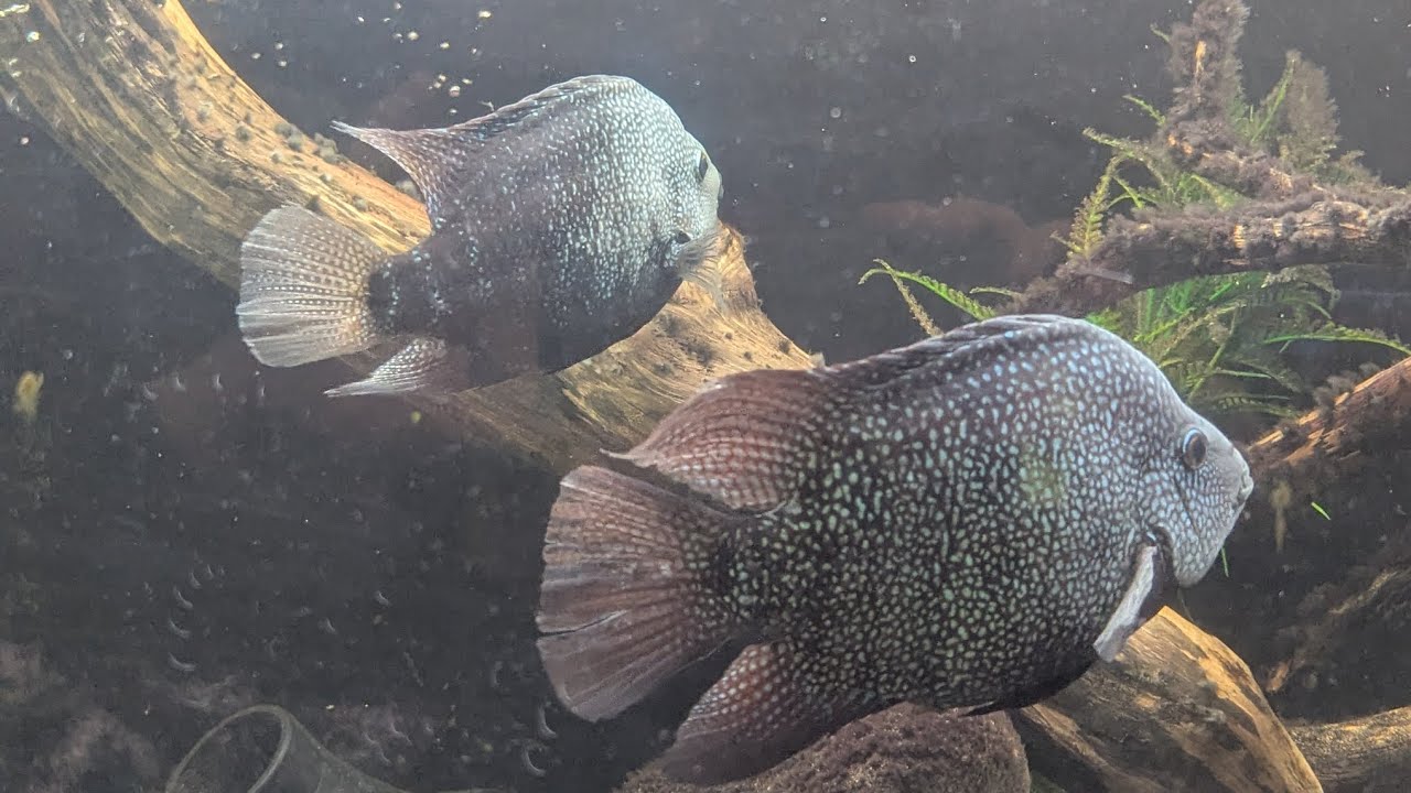 Texas Cichlids Breeding Behavior!