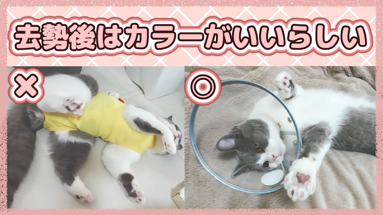 去勢当日！慌ててエリザベスカラーを探しに行った話