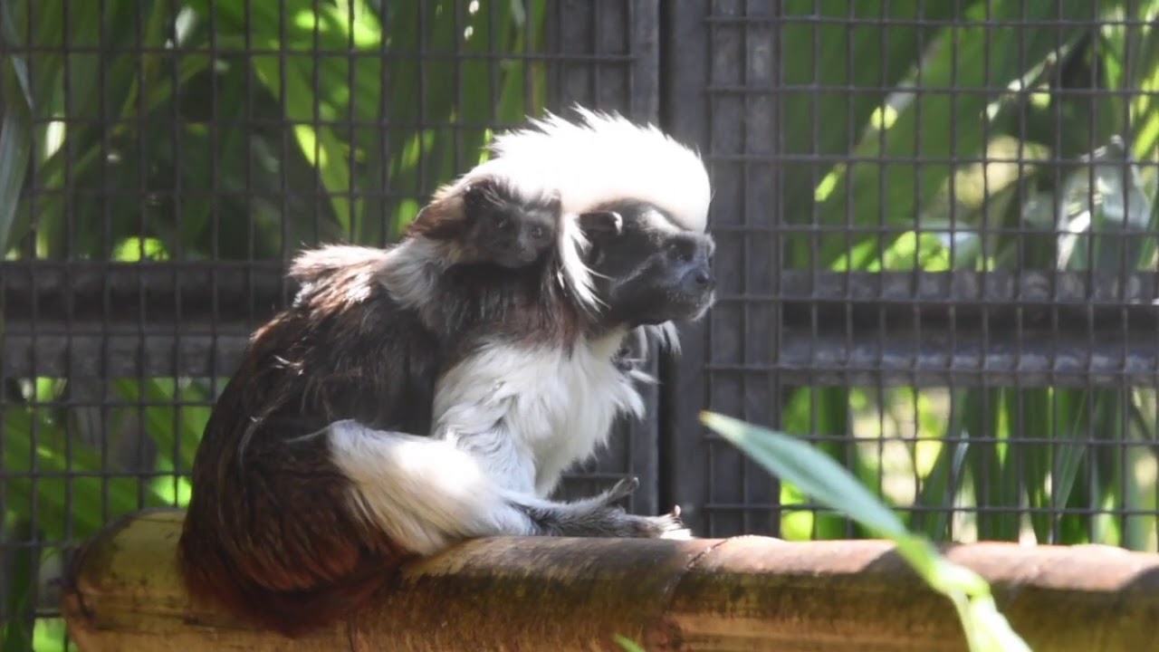 Fiocca rosa al parco: &egrave; nata un piccola di Tamarino dalla chioma di cotone