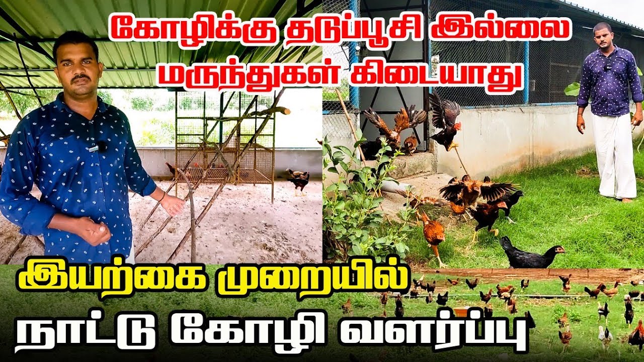 இயற்கை முறையில் நாட்டுக்கோழி வளர்ப்பு மற்றும் பராமரிப்பு | Iyarkai Annai