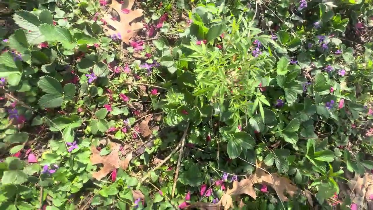 March 8, 2026 front yard garden tour