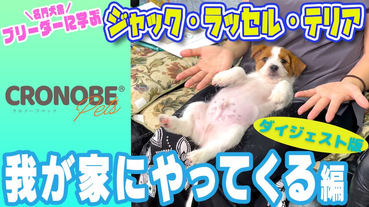 【ダイジェスト盤】かわいいジャックラッセルテリアが我が家にやってくる！お迎え初日からすべきこと！