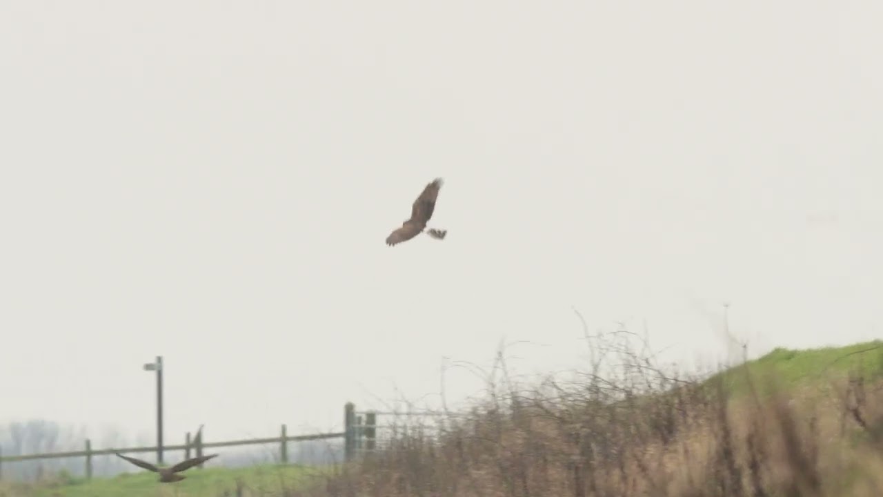 Hen Harriers- Male and Female, skirmishing with Buzzard and Crows.