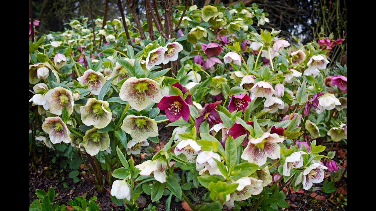 Amit a hunyorról tudni érdemes (Helleborus) - KertAkadémia