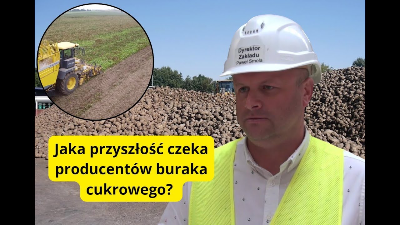 Przyspieszona kampania buraczana. Jaka przyszłość czeka producentów buraka cukrowego? [REPORTAŻ]