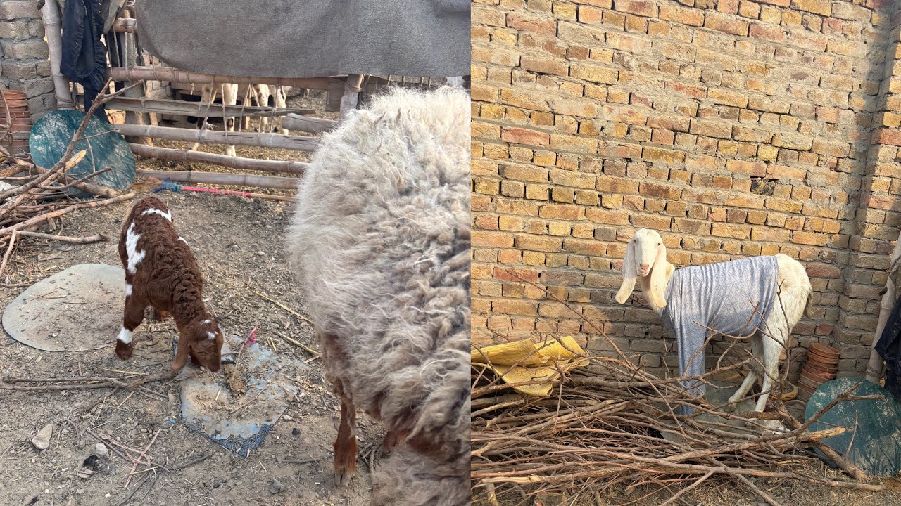 Hamariy bakri bımar ho gayi 