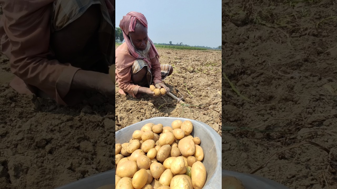 Harvesting Potatoes by Hand with a Spade #shorts #short #shortvideo