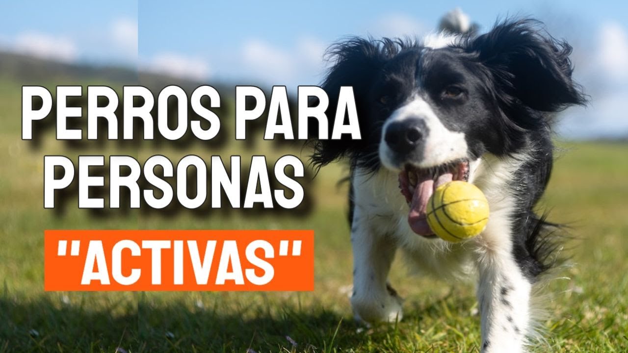 🐶5 RAZAS de PERROS para PERSONAS ACTIVAS (Energía)